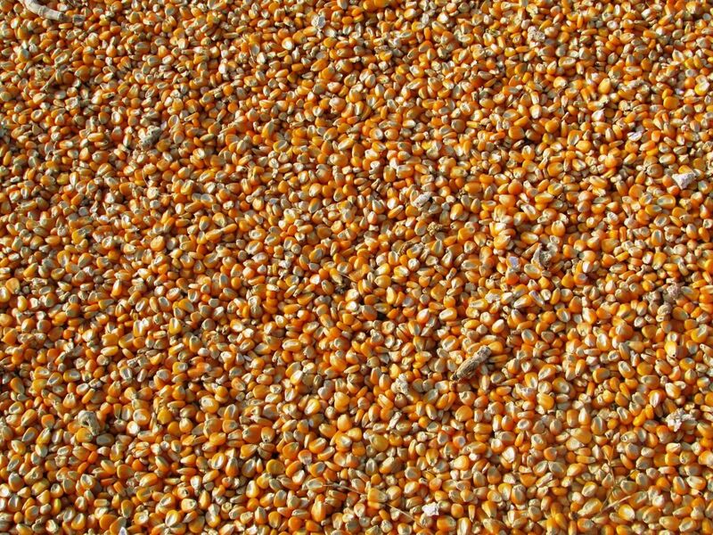 Corn Many Kernels
