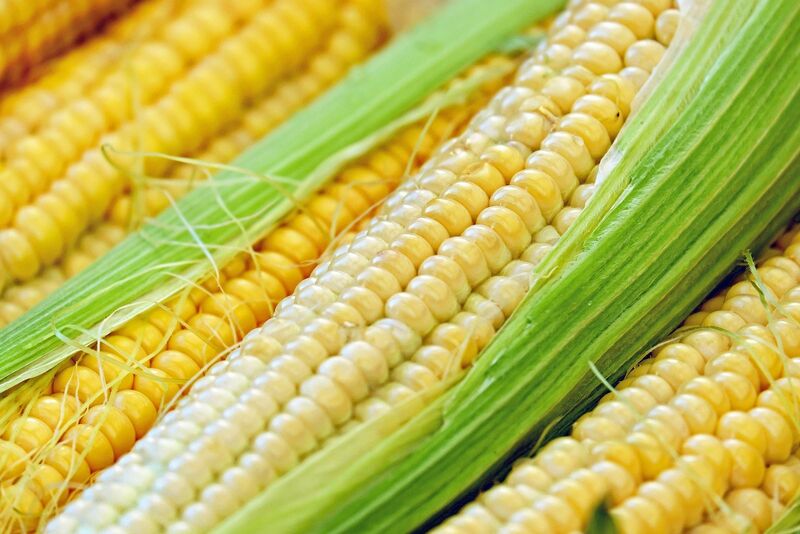Corn - Corn Multiple Ears